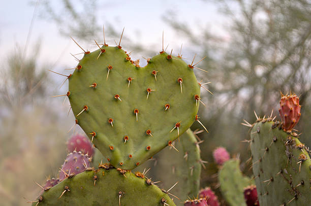 cactus corazón - cactus thorns fotografías e imágenes de stock