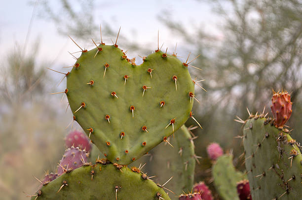 Cactus Heart Heart-shaped Cactus in the wilderness arizona cactus stock pictures, royalty-free photos & images