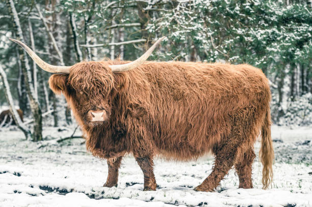 istock Scottish Highlander cattle in the snow during winter 1834674750