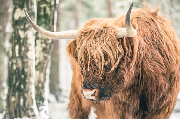 istock Scottish Highlander cattle in the snow during winter 1834674762