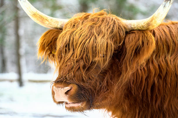 istock Scottish Highlander cattle in the snow during winter 1834675272