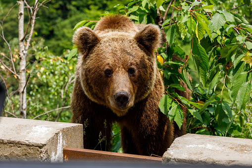 European Brown Bear in the Carpathians of Romania