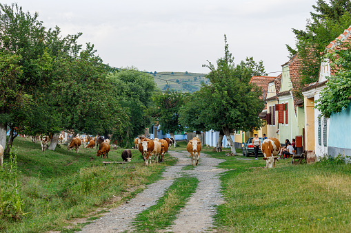 Viscri, Brasov, Romania - July 04, 2022: Cows with Herder in the village of Viscri in Romania