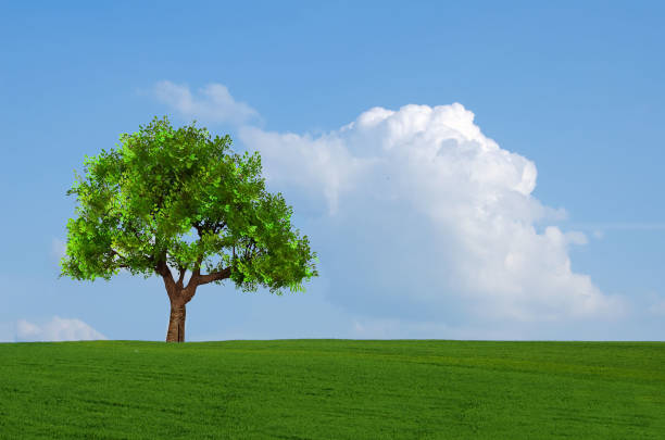 the green field and the tree