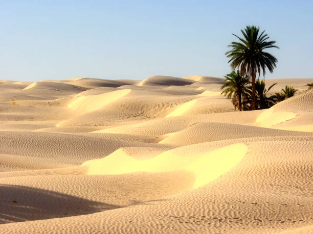 istock the desert and palm trees 1834695217
