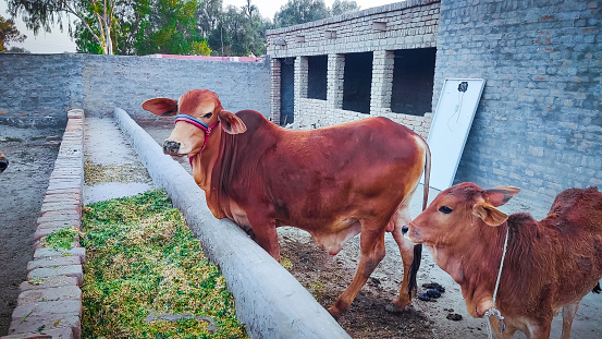 A cow with her baby stood inside the farm