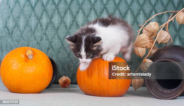 Piccolo Gattino Con Pumpkins - Fotografie stock e altre immagini di Animale - Animale, Animale da compagnia, Arancione