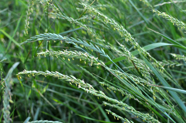 Grass weed creeping (Elymus repens) wheat grows in the field In the wild, a grass weed creeping (Elymus repens) wheatgrass grows in the field elymus stock pictures, royalty-free photos & images
