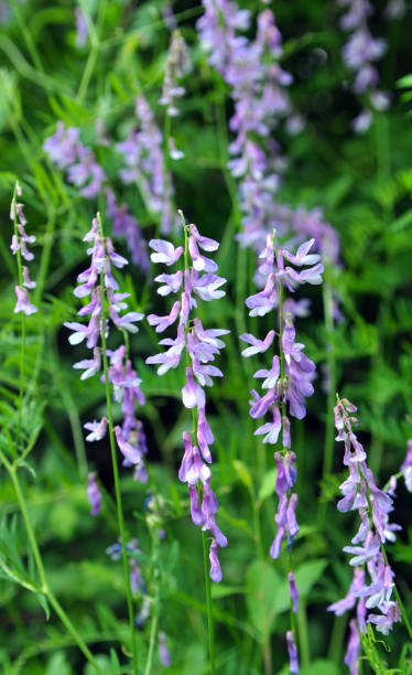 istock In the wild, thin-leaved peas (Vicia tenuifolia) blooms 1834718898
