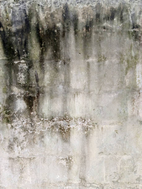 istock Background of old grunge cement wall and moss 1834720506