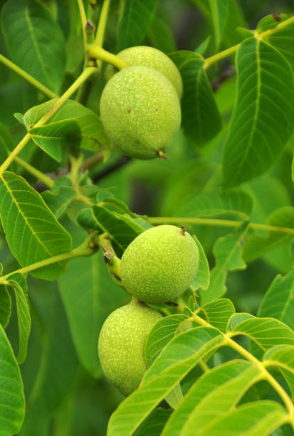 une noix verte, non mûre et à peau douce avec une partie d’une branche d’arbre - walnut tree walnut nut branch photos et images de collection