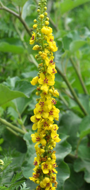 istock Black mullein (Verbascum nigrum) blooms in nature 1834721067