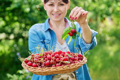 Close-up crop of red ripe cherries in basket in hands of woman, summer sunny garden, harvesting, farming, gardening, healthy natural vitamin organic eco berries, food nutrition, farmers market