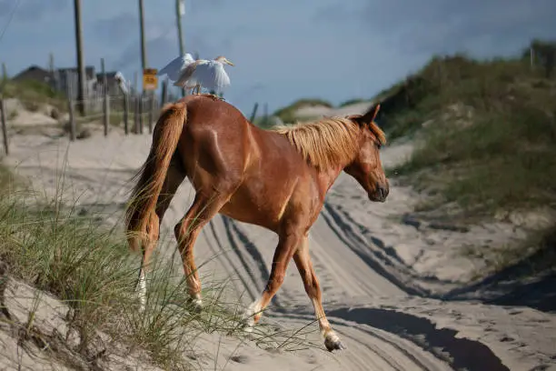 A cattle egret hitches a ride on the hind quarters of a wild horse within the 4WD area of Corolla in the Outer Banks.