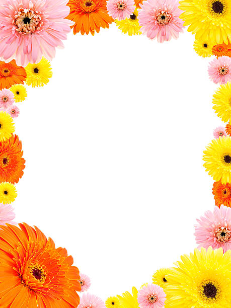 istock Background of gerbera flower 183473387