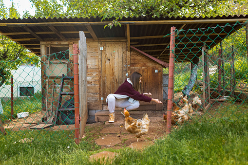 A farmer's nurturing touch as a woman feeds her chickens with care and affection.