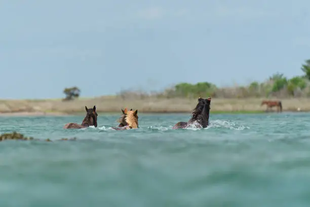 Wild horses swimming between sand bars in Shackleford Banks in the Outer Banks of North Carolina.