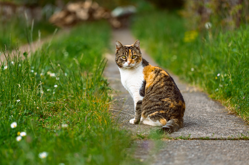 A lovely backyard moment with a striking three-colored cat surveying its surroundings.