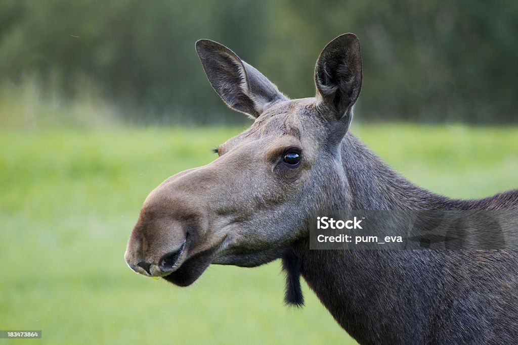 Moose, moose - female Elchkuh-Portrait Animal Wildlife Stock Photo