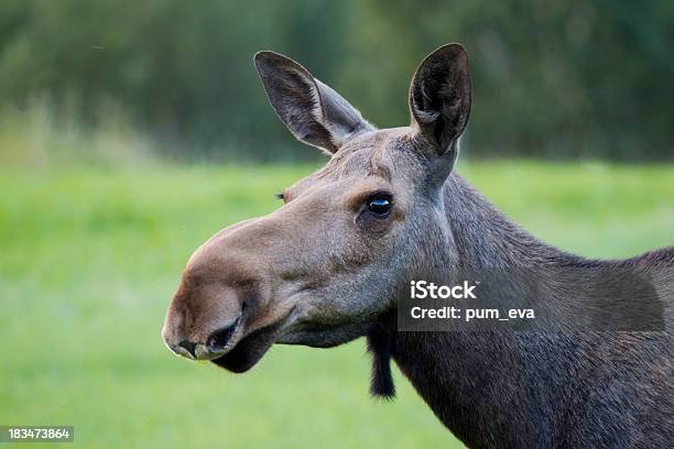 Moose Moose Female Stock Photo - Download Image Now - Animal Wildlife, Animals In The Wild, Artiodactyla