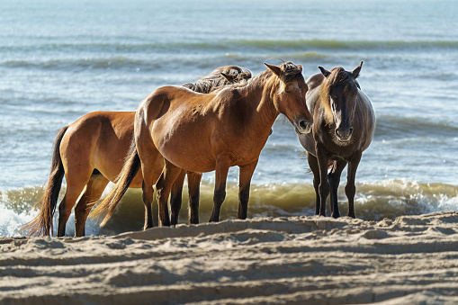 Three wild horses standing at the water's edge as waves roll onto the beach in Corolla, North Carolina in the Outer Banks.