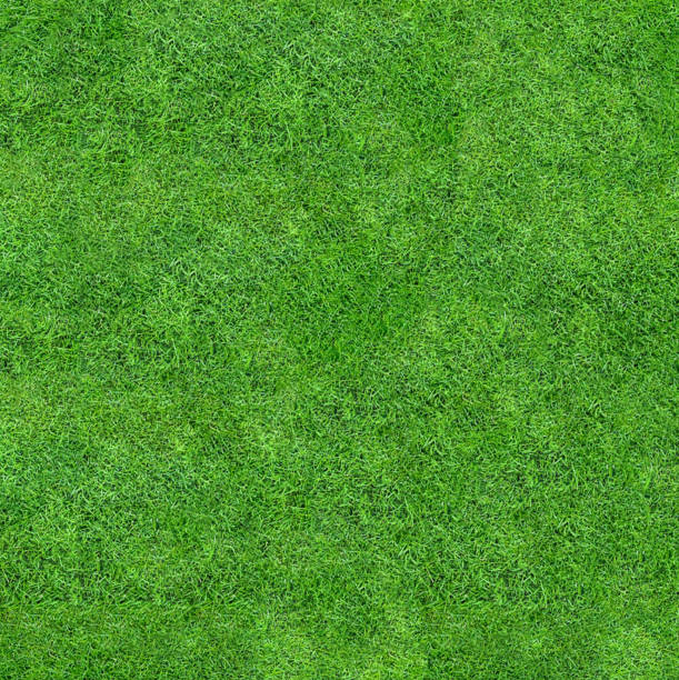 istock Background texture of short-cropped green grass close-up 1834740078