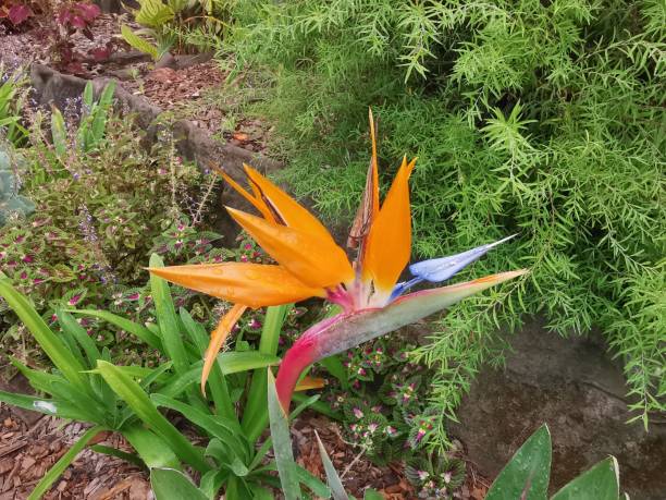 istock Birds of Paradise flowers 1834740599