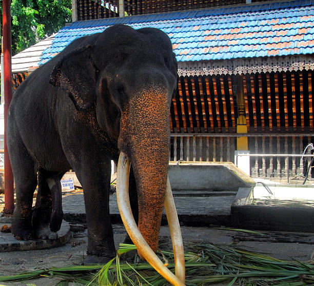 istock Colombo, Sri Lanka: elephant at Gangaramaya Temple 183474548