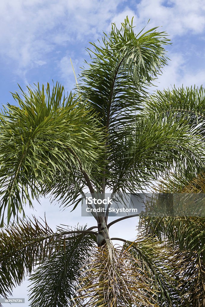 Royal palm Detail of a royal palm Blue Stock Photo