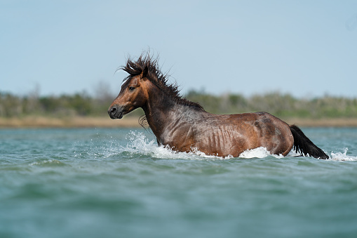 A wild mustang stallion splashing through deep water, his mane flying, in Shackleford Banks in the Outer Banks of North Carolina.