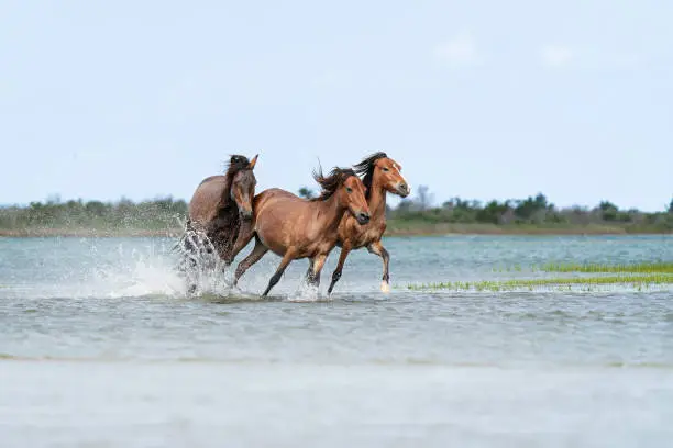 A stallion gallops after two mares sending water splashing near Shackleford Banks in the Outer Banks of North Carolina.