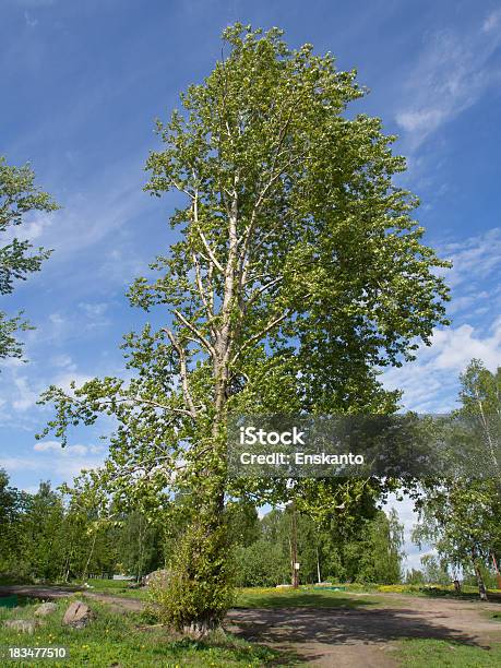 Bosque Foto de stock y más banco de imágenes de Abedul - Abedul, Abeto Picea, Aire libre