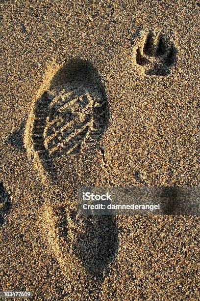 Human And Dog Footprint In Sea Sand Stock Photo - Download Image Now - Adult, Animal, Animal Body Part