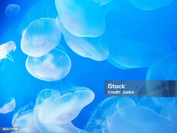 Meduza - zdjęcia stockowe i więcej obrazów Ławica ryb - Ławica ryb, Fluorescencyjny, Meduza - Parzydełkowce