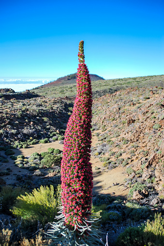cactus in desert, beautiful photo digital picture