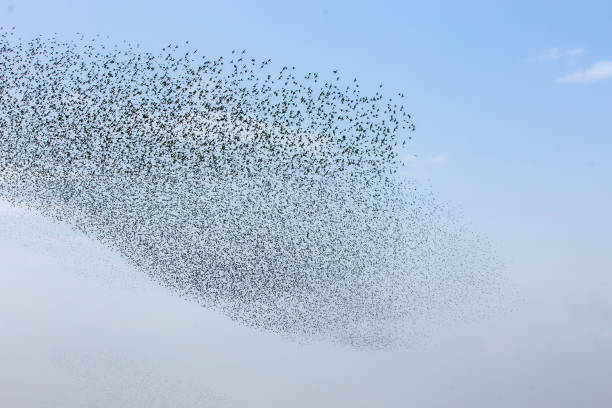 istock Flock of Starlings.2 1834783290