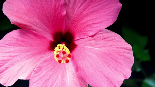 Pink Hibiscus Opens Big Flower in Time Lapse on a Green Variegated Leaves. Blooming Red Plant on a Black Background