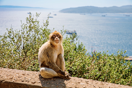 A wild macaque or Gibraltar monkey, one of the most famous attractions of the British overseas territory. Apes' Den in the Upper Rock Natural Reserve in Gibraltar Rock.