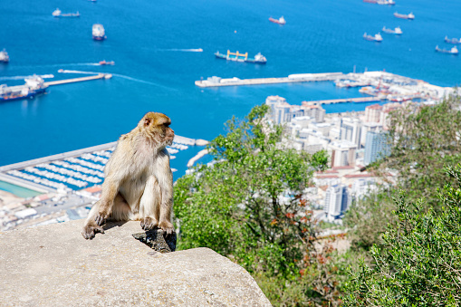 A wild macaque or Gibraltar monkey, one of the most famous attractions of the British overseas territory. Apes' Den in the Upper Rock Natural Reserve in Gibraltar Rock.