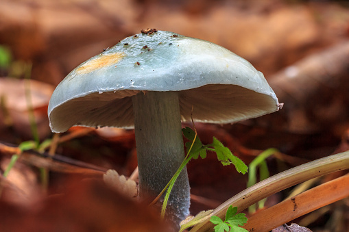 Stropharia aeruginosa, commonly known as the verdigris agaric, is a medium-sized blue, slimy woodland mushroom