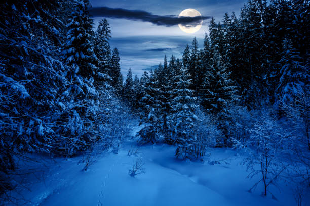 istock scenery with snow covered glade among fir forest at night 1834815601