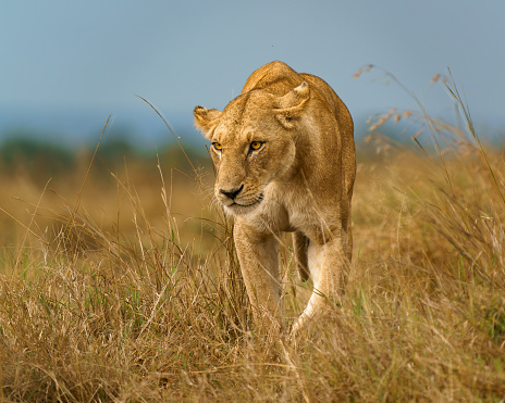 A lioness prowls through the tall grasses in the Maasai Mara in Kenya walking directly toward the photographer’s camera.