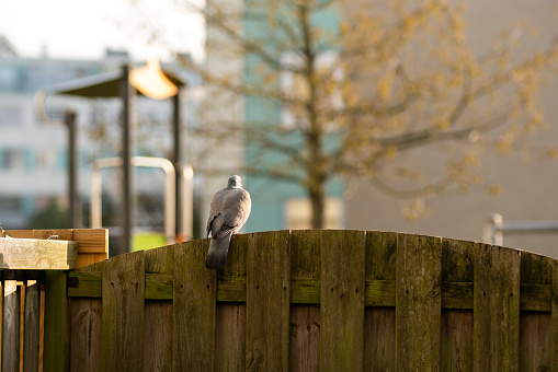 pigeon, bird, garden fence