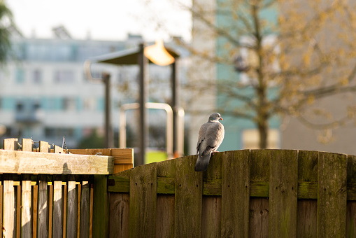 pigeon, bird, garden fence