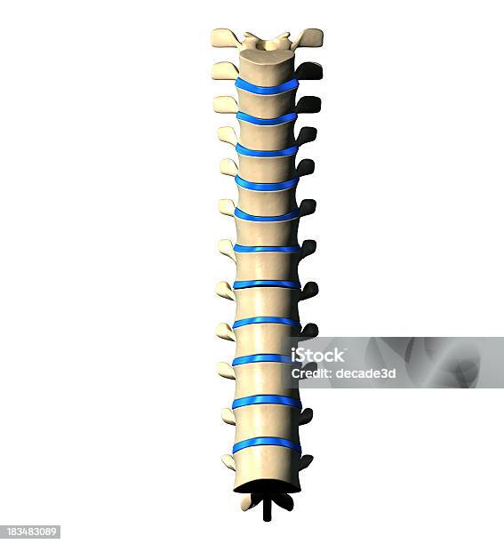 Vista Anterior De La Columna Dorsal Foto de stock y más banco de imágenes de Anatomía - Anatomía, Artritis, Asistencia sanitaria y medicina