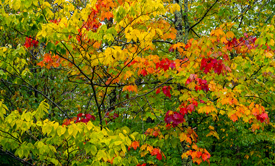 Deciduous tree with leaves in various colourful tones from red and amber to green