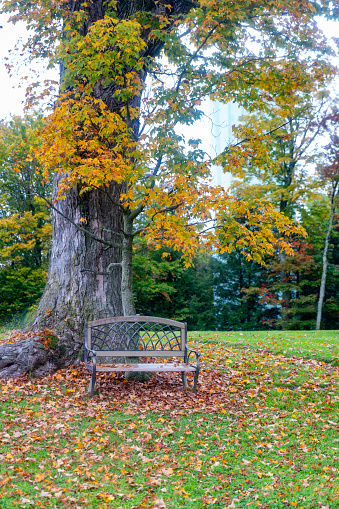 Park bench in Mountain Top Arboretum in Tannersville, New York State.