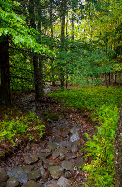 Autumnal trees in Tannersville