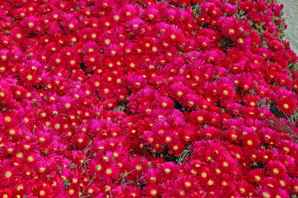 Beautiful flowers align with the coast of California.