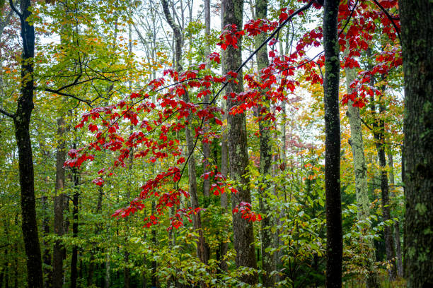 istock Autumnal trees in Tannersville 1834833550